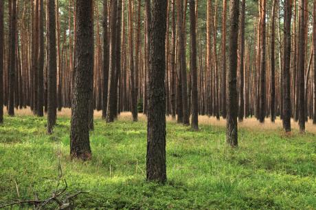 Certyfikaty dobrej gospodarki leśnej