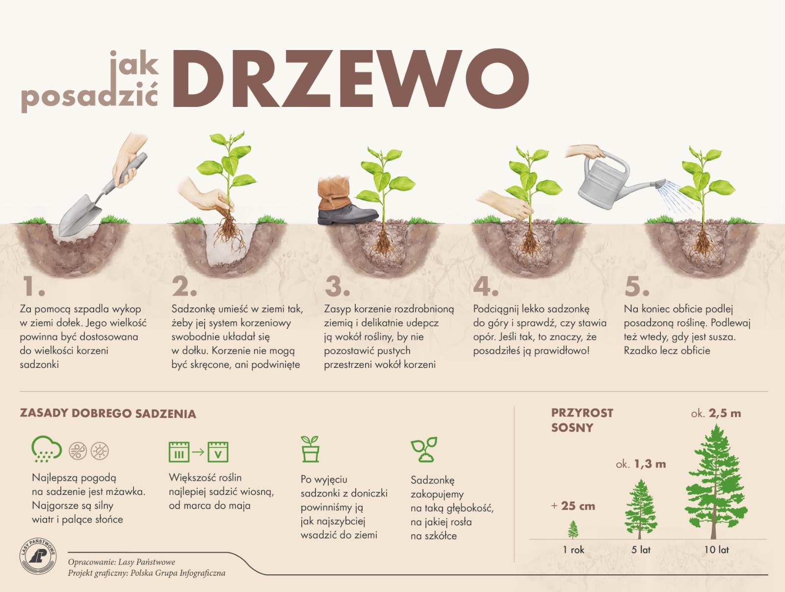 Infografika przedstawia instrukcję sadzenia drzew. Źródło: Archiwum Lasów Państwowych