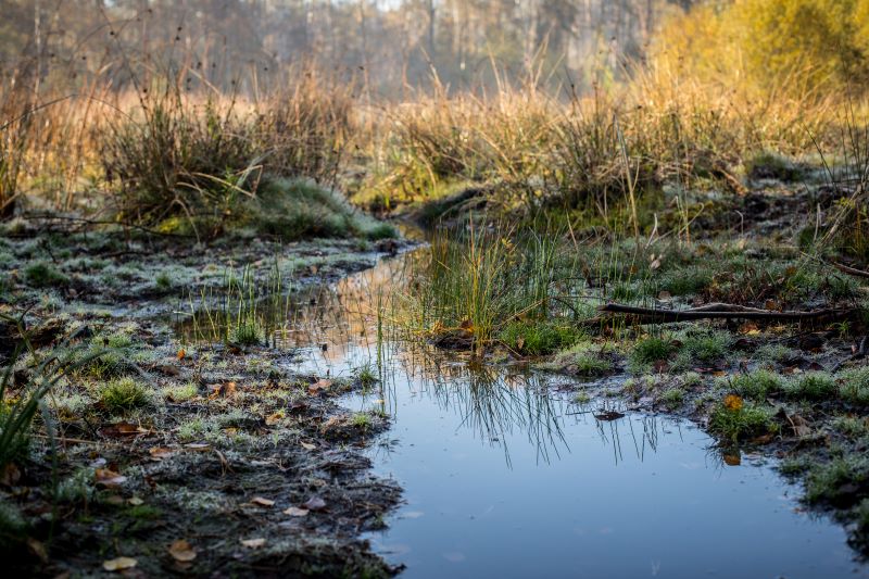 Zdjęcie przedstawia podmokły teren, z wodą w zagłębieniu w której odbija się niebo, w tle kępy turzyc. Fot. A. Ożarowska