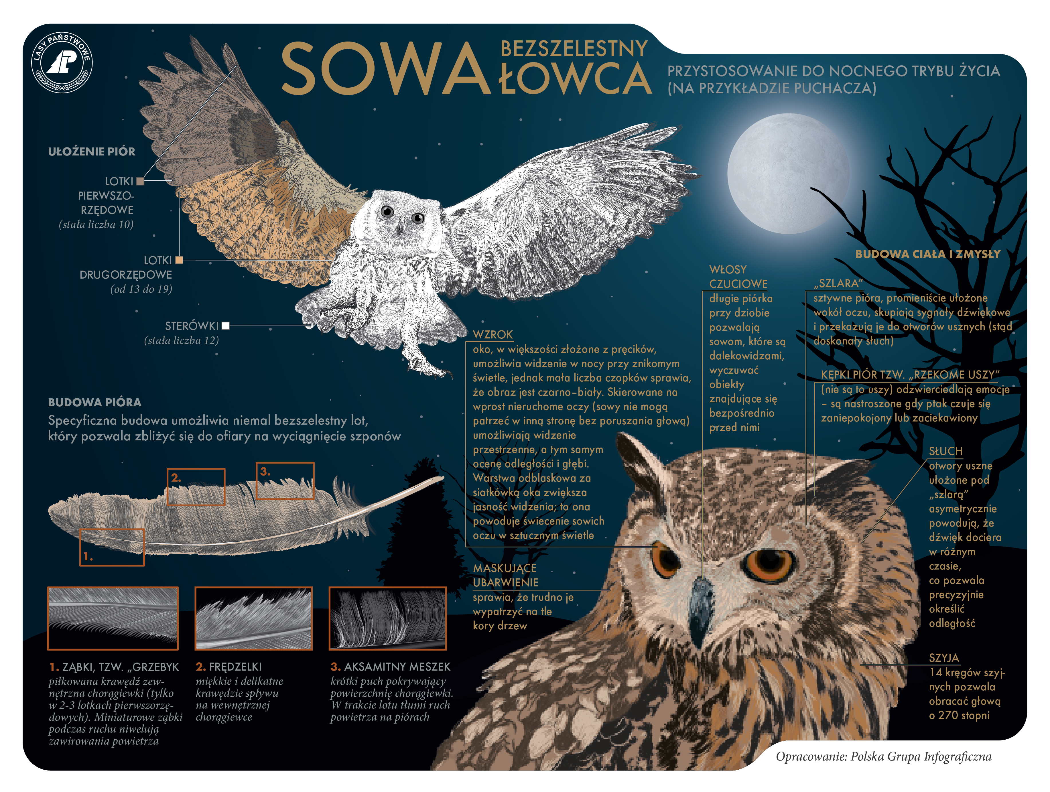 Infografika informująca o podstawowych cechach charakterystycznych sów, które umożliwiają im bezszelestne łowy. Źródło: LP