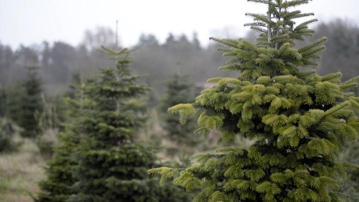 Fot. Piotr Sawiński