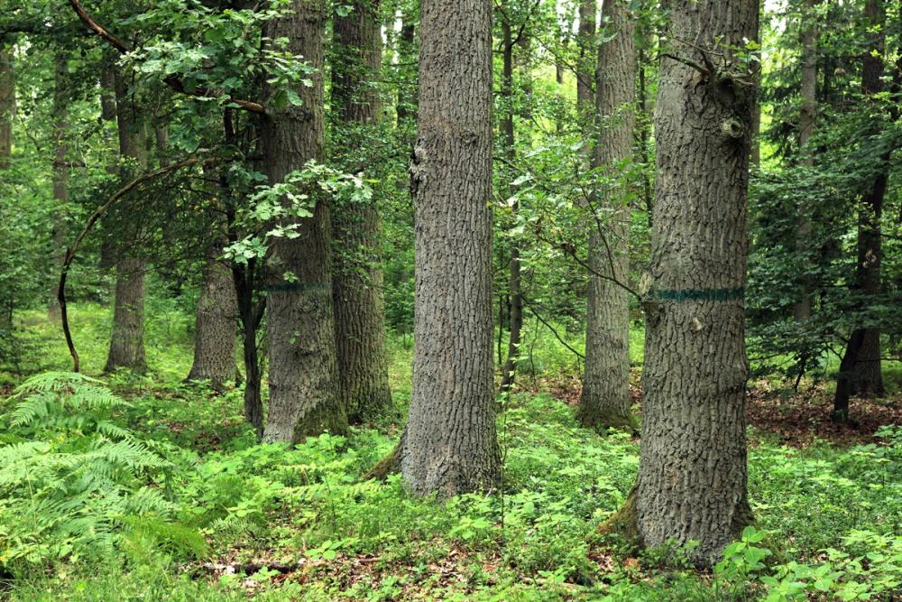 Zdjęcie przedstawiające las dębowy