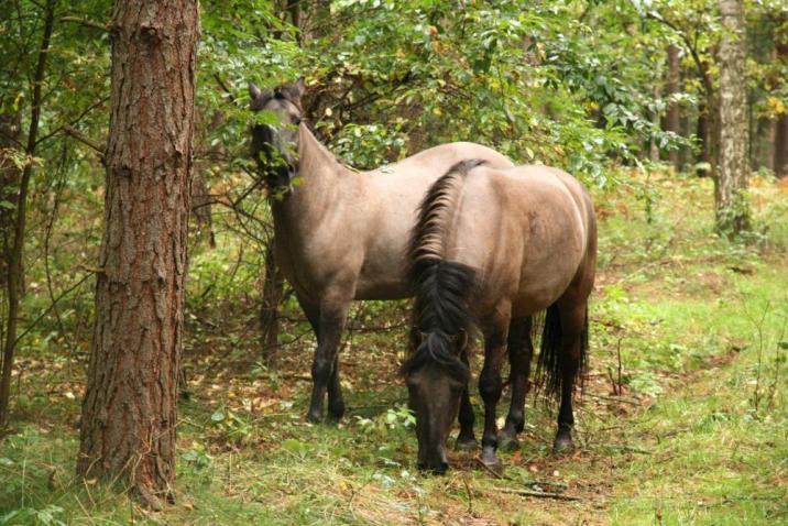 Zdjęcie przedstawia wypas koników polskich