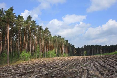 ZAŁOŻENIA HODOWLANE WG PUL NA LATA 2022-2031