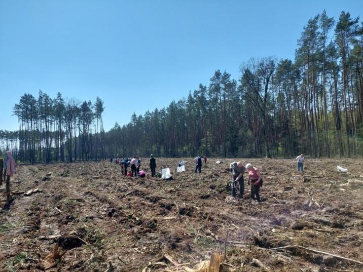 Grupa ludzi sadzi las.